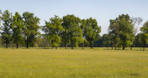 Valorisation des prairies naturelles inondables